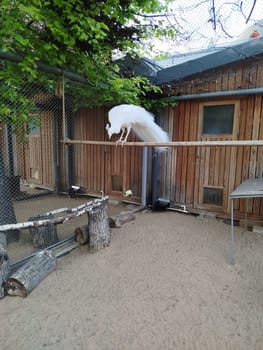 A white peacock perches on a wooden beam in an outdoor enclosure. The enclosure has a sandy floor and a wooden fence. Trees overhang the enclosure near the top.