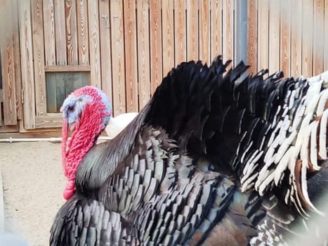 A large turkey stands in an enclosure. The bird has black, grey, and white feathers. The turkey is near a light brown, wooden building with a small window in the background.