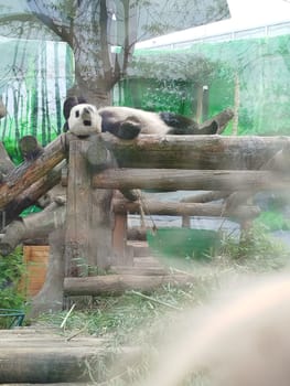 A Giant Panda rests on a wooden platform structure inside its enclosure at a Zoo. The panda appears relaxed, lying on its back with its mouth slightly open. There's bamboo and greenery surrounding.