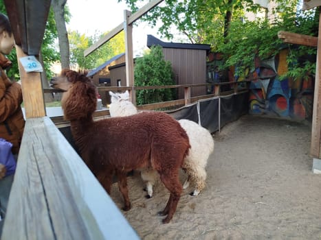 Two alpacas, one brown and one white, stand in a sandy exhibit at a zoo. A person stands at the wooden fence observing the animals. There are trees and a colorful wall in the background.