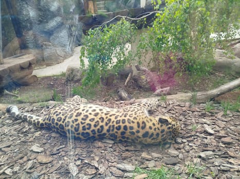 A leopard, patterned with black rosettes, lies belly-down on wood chips inside its enclosure at the Zoo. Lush green trees and rocks decorate the background. It appears to be resting.