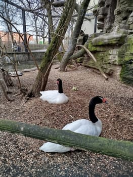 Two white swans with black necks rest on the ground near a pond. There are trees and a rocky area behind them. They are in an enclosure at a Zoo.