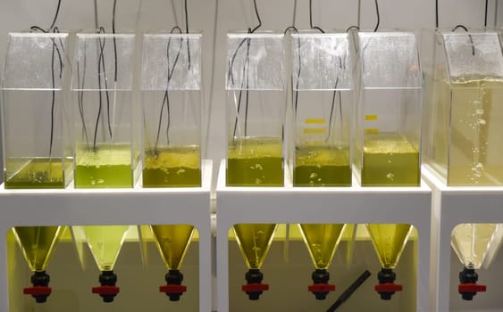 Transparent tanks with green liquid used for algae cultivation in a laboratory at an oceanarium in Singapore with funnel collectors underneath.