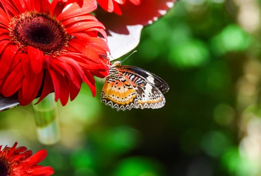 Close-up of a colorful Cethosia cyane butterfly feeding on a bright red flower in a tropical garden with blurred green background.
