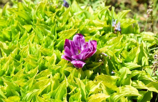 Purple flower blooming among Lemon Lime hosta leaves, viewed from the side, highlighting textured foliage and vivid summer garden detail in soft light.