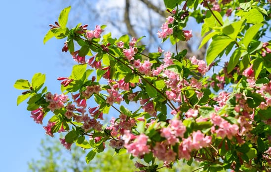 Blooming branches of pink Weigela florida against a clear sky, showcasing abundant spring blossoms and delicate foliage, ideal for floral backgrounds.