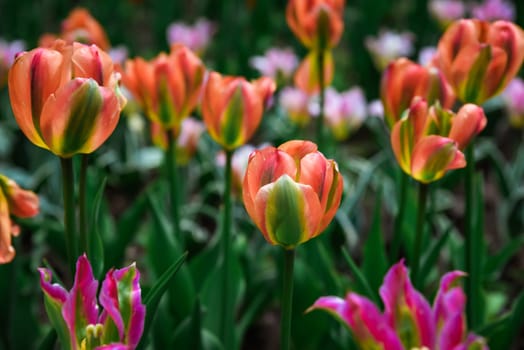 Mass planting of Tulip Orange Marmalad in vibrant orange hues with hints of yellow, creating a striking spring floral display, perfect as a background.