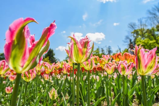 Bright virichic tulips in pink and green stretch toward a sunny blue sky with clouds. Vibrant spring scene perfect for a greeting card or background.