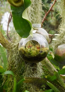 Glass hanging terrarium with mosses and carnivorous plants including Venus flytrap inside, surrounded by tropical greenery and Spanish moss.