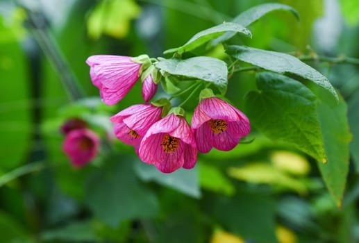 Bright pink flowers of Abutilon Eric Lilac, also known as Flowering Maple or Chinese Lantern, from the Malvaceae family, blooming close-up in sunlight.