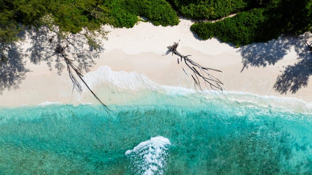 White sand beach bordered by verdant tropical forest with fallen trees on sand. Anse Cocos beach. La Digue, Seychelles.