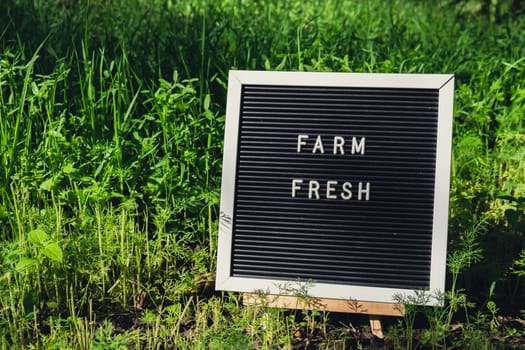 Letter board with text FARM FRESH on background of garden bed with green herb dill. Organic farming, produce local vegetables concept. Supporting local farmers. Seasonal market