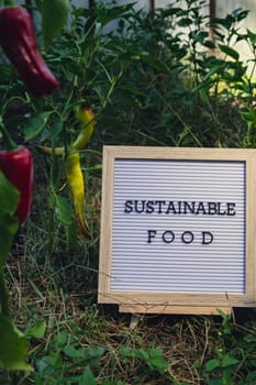 Letter board with text SUSTAINABLE FOOD on background of garden bed with bell pepper. Organic farming, produce local vegetables concept. Supporting local farmers. Seasonal market