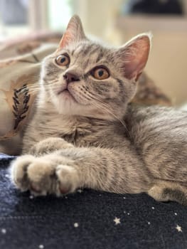 Gray kitten lounging on a blanket, eyes wide with curiosity and alertness. Made on smartphone.