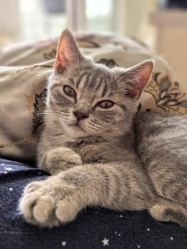 Gray tabby kitty comfortably lounging on a patterned bed, displaying a calm and content demeanor. Made on smartphone.