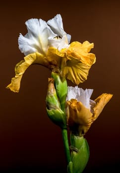 A close-up shot featuring two elegant white and yellow bearded iris flowers, their intricate petals displayed against a warm brown background