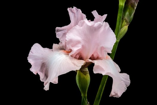 A close-up shot of a beautiful pink iris flower, its delicate petals unfolding against a stark black background