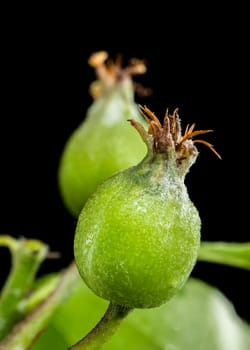 A close-up shot of green apple fruitlets on a branch, set against a stark black background