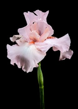 A close-up shot of a beautiful pink iris flower, its delicate petals unfolding against a stark black background