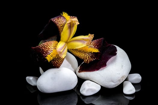 A captivating close-up of a striking bearded iris, showcasing its vibrant yellow and deep burgundy petals resting on smooth white stones against a stark black background