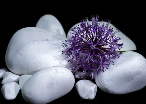 A close-up shot of a purple Allium flower, also known as Star of Persia, resting on smooth white stones against a stark black background