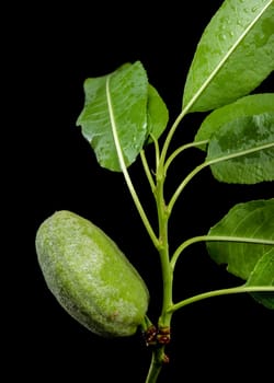 A close-up shot of a developing green almond fruitlet and leaves on a branch, set against a stark black background