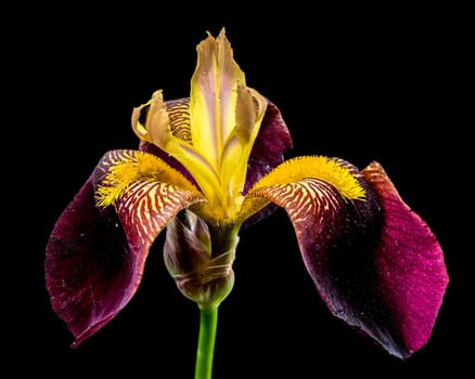 A vibrant close-up of a bearded iris showcasing rich purple and bright yellow petals with intricate patterns against a stark black backdrop