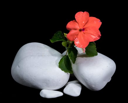 A close-up shot of a vibrant red Impatiens Walleriana flower resting on smooth white stones against a stark black background