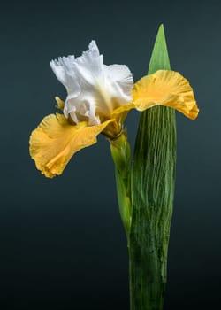 A close-up shot of a stunning white and yellow bearded iris, its intricate petals displayed against a vibrant green background