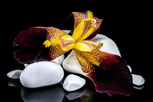 A captivating close-up of a striking bearded iris, showcasing its vibrant yellow and deep burgundy petals resting on smooth white stones against a stark black background
