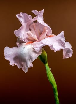 A close-up shot of an elegant pink bearded iris flower, its delicate petals displayed against a warm brown background