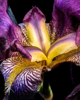 A striking close-up of a bearded iris showcasing deep purple and vibrant yellow petals with intricate details against a stark black background