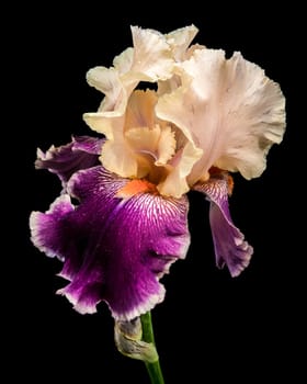 A striking close-up of a bearded iris showcasing beautiful cream and deep purple petals with intricate patterns against a stark black background