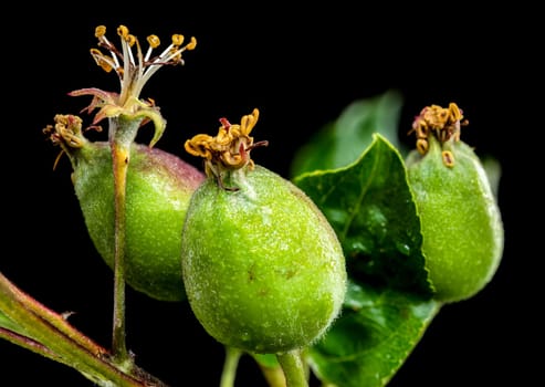 A close-up shot of green apple fruitlets on a branch, set against a stark black background
