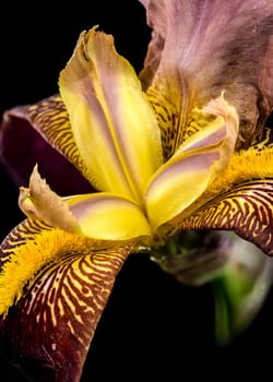 A vibrant close-up of a bearded iris showcasing rich purple and bright yellow petals with intricate patterns against a stark black backdrop