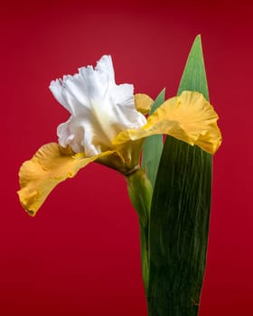 A close-up shot of a stunning white and yellow iris, its delicate petals displayed against a vibrant red background