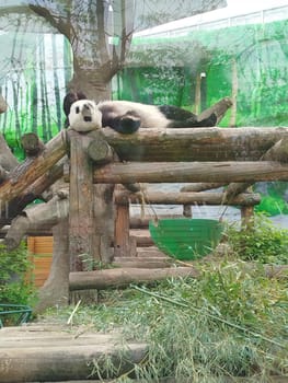 A Giant Panda is laying on its back on a wooden structure. The panda appears to be sleeping or relaxing. Bamboo is on the ground. The enclosure is partially covered with greenery.