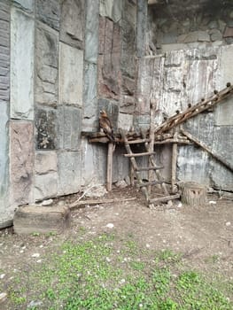 A Golden Eagle perches on a wooden structure inside its stone enclosure. A ladder sits nearby. The ground is dirt and small green plants fill the space.