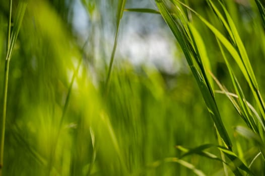 Green tall grass in the sun rays. Close-up of green tall grass against the sky, blurred background. pure green color. space for text, High quality photo