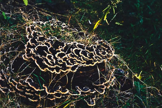 a fungal growth that typically takes the form of a domed cap on a stalk, with gills on the underside of the cap