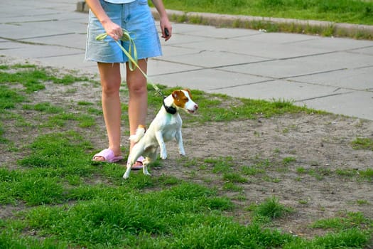 a small dog of a breed originally used for turning out foxes and other burrowing animals from their lairs