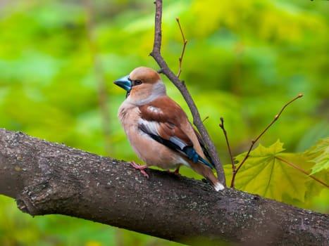The colorful hawfinch (Coccothraustes coccothraustes) perched on tree branch in green spring forest background. The hawfinch is a passerine bird in the finch family Fringillidae with large beak