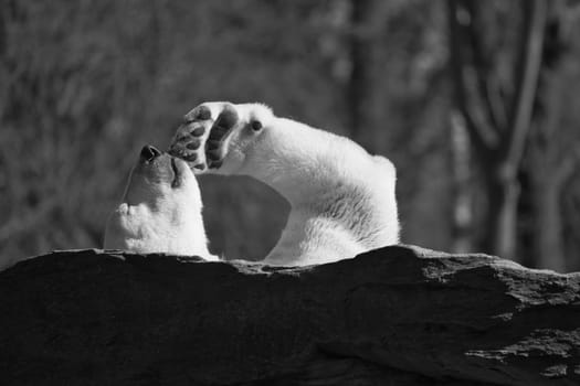 In black and white, a relaxed polar bear lies on a rock, raising a paw in the air, surrounded by a natural background with blurred trees. Perfect for animal and nature themes.