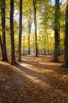 An autumnal forest flooded with warm sunlight. Golden leaves glow as rays break through the trees - a peaceful natural idyll.
