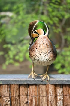 A colorful hen duck stands on a fence and turns its head to the side. The background is blurred and shows green nature in spring or summer.