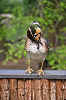 A colorful hen duck stands on a fence and turns its head to the side. The background is blurred and shows green nature in spring or summer.