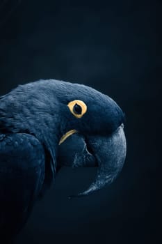 Portrait of a hyacinth macaw against a dark background. The bright blue parrot with its distinctive beak and yellow eye ring radiates exoticism and elegance.