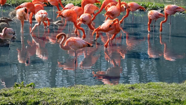 Flamingos standing in the water, looking for food. Bright orange color of the plumage and graceful legs give the image elegance and charisma