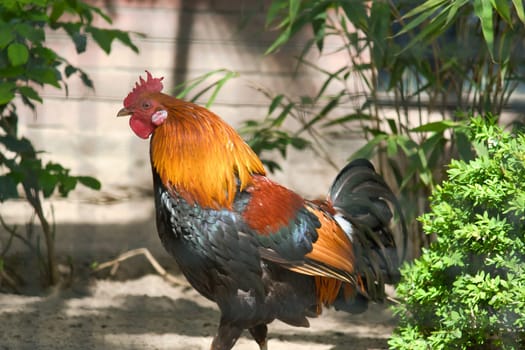 A colorful rooster with bright orange neck plumage and black body stands proudly in the greenery, perfect for nature and wildlife photography.