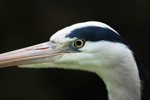 Close-up of a gray heron with sharp focus on the head and beak. The high-contrast colors and details make this image ideal for nature and wildlife photography.